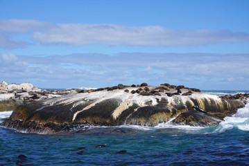 Seal colony at Seal Island, Cape town, South Affica