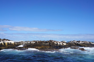 Fototapeta na wymiar Seal colony at Seal Island, Cape town, South Affica