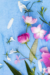 Beautiful floral background with pink roses and hortensia on blue background