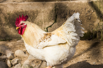Chicken