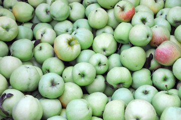 fresh green apples in harvest season