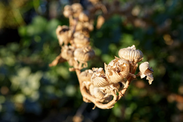 Dry flower buds in the mountains near Monterey, California.