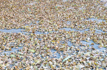 Closeup dirty cement pathway with fallen leaves textured background