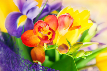 Fototapeta na wymiar beautiful colorful bouquet of fresh spring flowers: iris, freesia and tulip