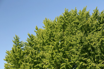 大銀杏の木と青空