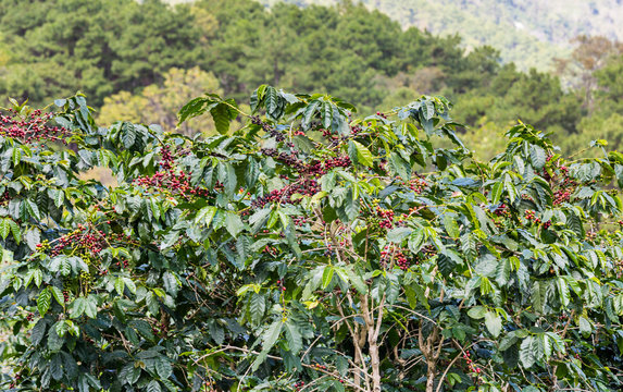 coffee bean ready to harvest on branch
