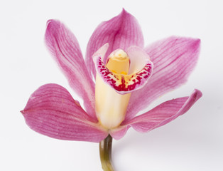 Fototapeta na wymiar Pink orchid flower isolated against a white background.