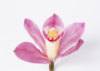 Fototapeta na wymiar Pink orchid flower isolated against a white background.