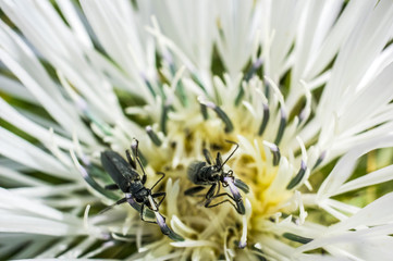Fotografia Macro al Fiore di Cardo e Ape, Bombo, Ragno, Coleottero, Coccinella
