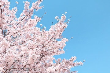 Cherry blossoms in full bloom