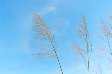 Grass field landscape in nature ,with blue sky
