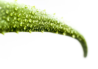 Leaf aloe Vera closeup on a white background.