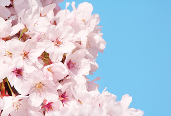 Cherry blossoms in full bloom
