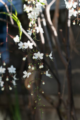 Clerodendrum smithianum flower