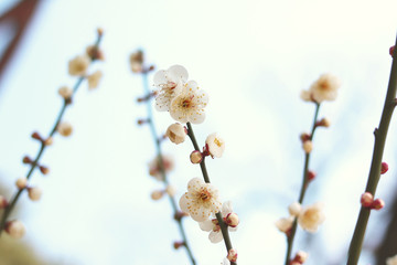 White apricot flowers with blue sky background