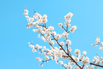 Fototapeta premium White apricot flowers with blue sky background