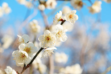White apricot flowers with blue sky background