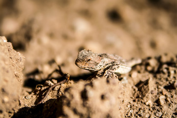 Horned Lizard