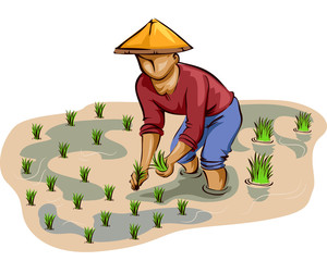 Man Farmer Rice Planting