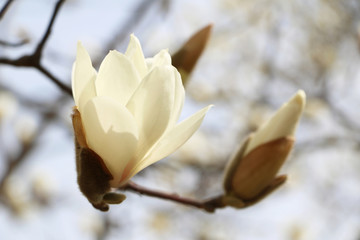 Beautiful white magnolia blossoms in the spring