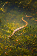 Obraz na płótnie Canvas Water Snake