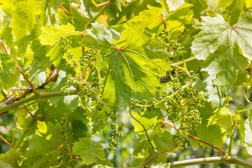 grapevine leaves and flowers in vineyard in springtime