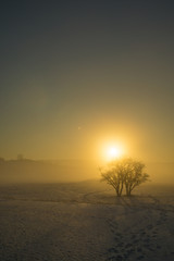 Fototapeta na wymiar Winterlicher Sonnenuntergang bei Nebel