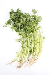 Coriander or Cilantro (herb)  isolated on white.