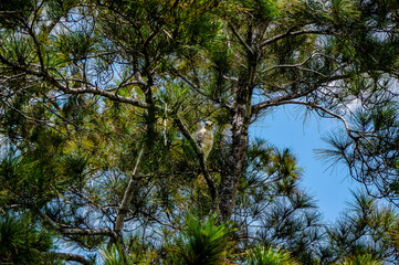 Obraz premium hawk in a tree