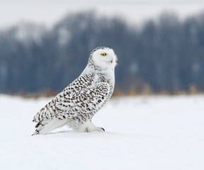 Snowy Owl Sitting on Snow Portrait
