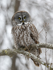 Great Gray Owl Perched in Trees, Portrait