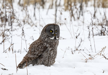 Great Grey Owl Sitting on Snow