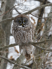 Great Gray Owl Perched in Trees in Winter