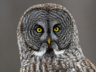 Great Grey Owl Portrait