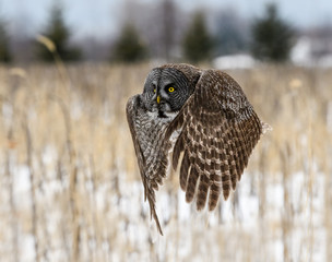 Great Grey Owl in Flight Over Corn Field in Winter