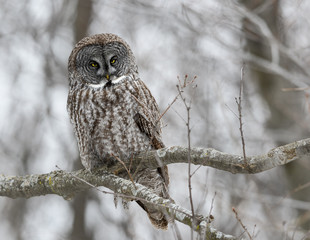 Great Gray Owl Perched in Trees in Winter