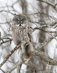 Fototapeta premium Great Grey Owl Perched on Tree