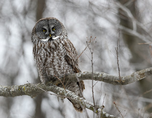 Great Gray Owl Perched in Trees
