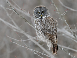 Great Gray Owl Perched in Trees, Portrait