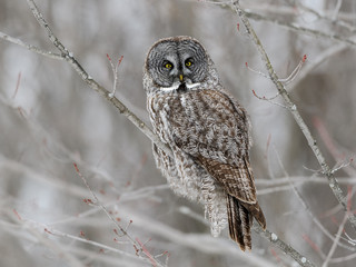 Great Gray Owl Perched in Trees in Winter
