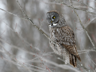 Great Grey Owl Perched in Tree in Winter
