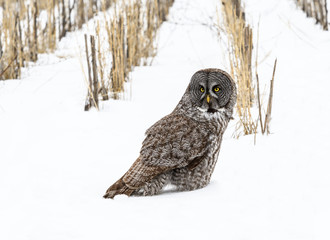 Great Grey Owl Sitting on Snow Field