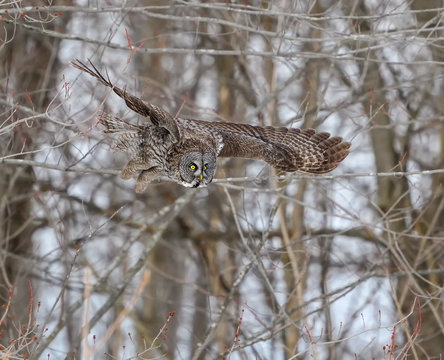 Great Grey Owl Taking Off From Tree