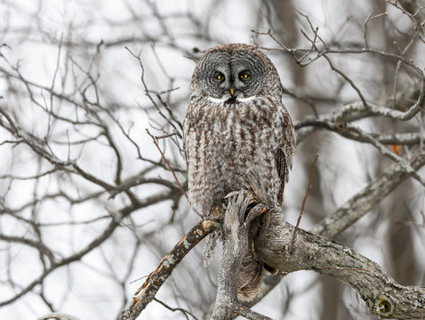 Great Gray Owl Perched in Trees