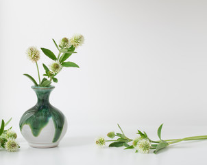 white clover in vase