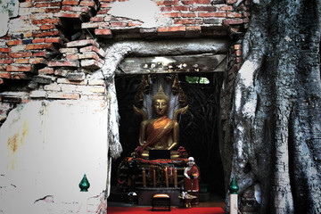 Unseen Thailand,Ruins of old temple with a Bodhi tree root,Sang