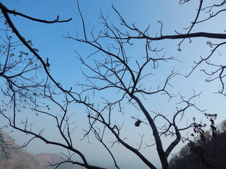 nature beauty