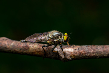 Male Robberfly, (Insecta: Diptera: Asilidae: Asilinae: Neoitamus: Neoitamus flavofemoratus) descend and stay still on a twig isolated with dark and black background