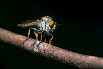 Male Robberfly, (Insecta: Diptera: Asilidae: Asilinae: Neoitamus: Neoitamus flavofemoratus) descend and stay still on a twig isolated with dark and black background