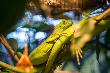 Chameleon inside a cage - Stock image